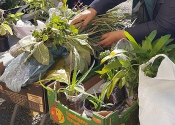 Tarnobrzeg. W niedzielę VI edycja „Kwiatowymiany”