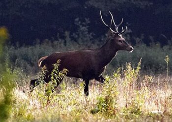 Tarnobrzeg. Posłuchaj jeleni!