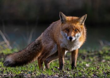 Podkarpacie. Akcja szczepienia lisów przeciwko wściekliźnie