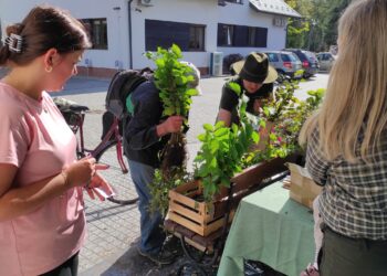Mielec: Nadleśnictwo Mielec  –  akcja  #sadziMy.