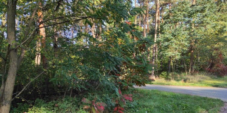 Mielec: Nim jednak odwiedzimy las, pamiętajmy!