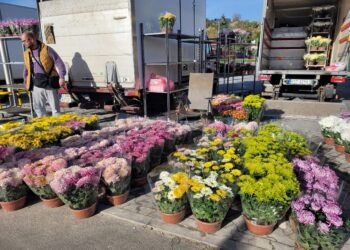 Sandomierz: Przedświąteczny ruch. Chryzantemy w różnej odsłonie.