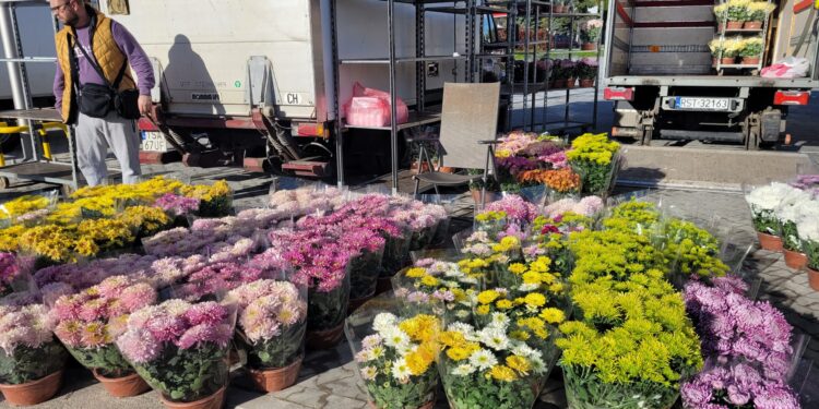 Sandomierz: Przedświąteczny ruch. Chryzantemy w różnej odsłonie.