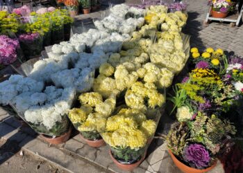 Sandomierz: Kwiaty do stroika czy na odwrót?