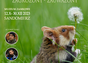 Sandomierz:„Chomik europejski – Klejnot Ziemi Sandomierskiej. Zagrożony. Zauważony.”