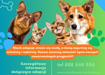 Mielec: Nie kupuj! ADOPTUJ