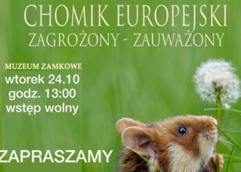 Sandomierz:  'Chomik europejski – Klejnot Ziemi Sandomierskiej. Zagrożony. Zauważony’.