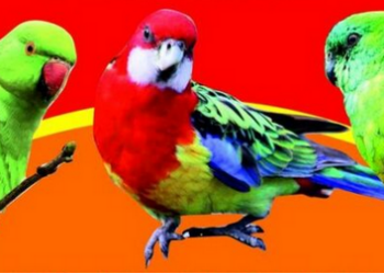 XXVI Mistrzostwa Ptaków Egzotycznych w Chorzelowie