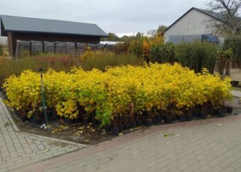 Tarnobrzeg.  Miasto dostało sadzonki od Samorządu Podkarpacia
