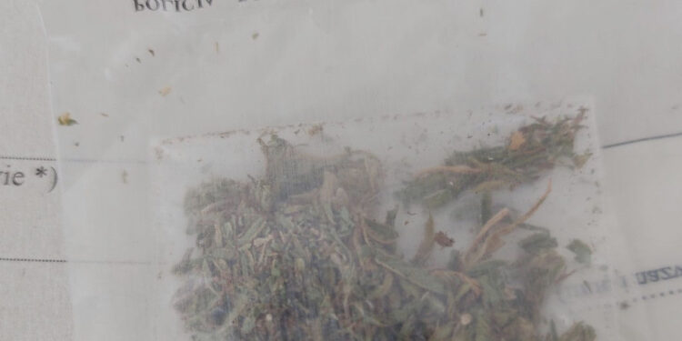 Nisko: Trzy szesnastolatki staną przed sądem rodzinnym za posiadanie marihuany.