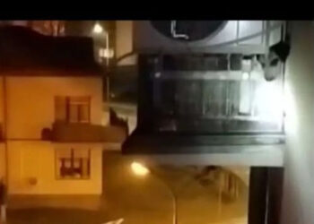 Stalowa Wola: Mieszkańcy przejęci losem młodego psiaka