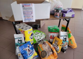 Sandomierz: Niezapomniane emocje w ramach „Wiślackiej Gwiazdki”.