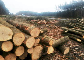 Stalowa Wola: Są rozmowy z Nadleśnictwem na temat zmiany planów wycinki lasu wokół miasta