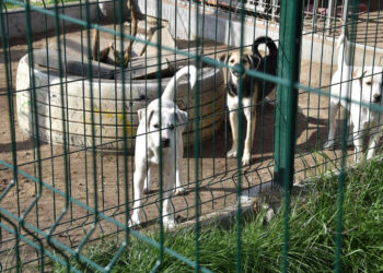 Stalowa Wola: Ruszył przetarg na budowę schroniska dla zwierząt