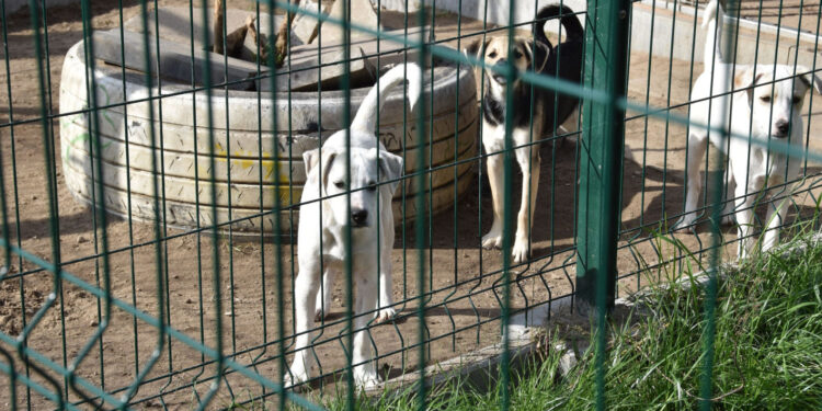Stalowa Wola: Ruszył przetarg na budowę schroniska dla zwierząt