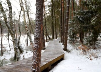 Mielec: Teren  Rezerwatu Bagno Przecławskie ma nową ścieżkę