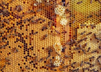 Tarnobrzeg, powiat tarnobrzeski. Potrzebna prewencja. Zgnilec amerykański zagrożeniem dla pasiek