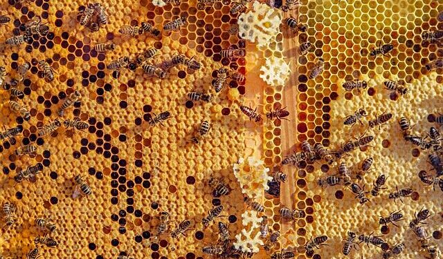 Tarnobrzeg, powiat tarnobrzeski. Potrzebna prewencja. Zgnilec amerykański zagrożeniem dla pasiek