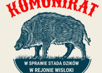 Mielec: Dziki nad Wisłoką