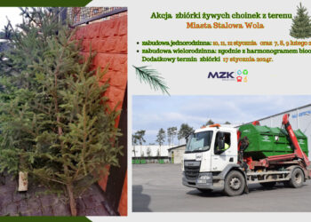 Stalowa Wola: Ruszyła zbiórka poświątecznych  żywych choinek