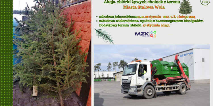 Stalowa Wola: Ruszyła zbiórka poświątecznych  żywych choinek