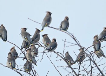 Stalowa Wola: W niedzielę zimowe Ptakoliczenie w podmokłym lesie