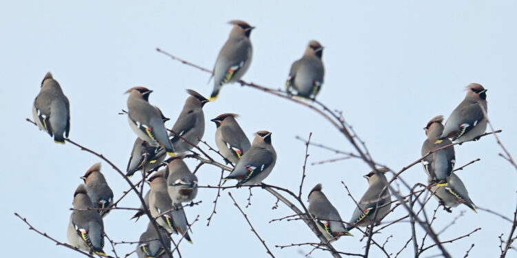 Stalowa Wola: W niedzielę zimowe Ptakoliczenie w podmokłym lesie