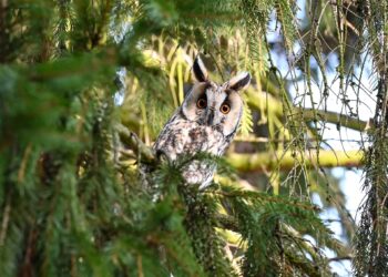 Gorzyce. Szkolne sowy