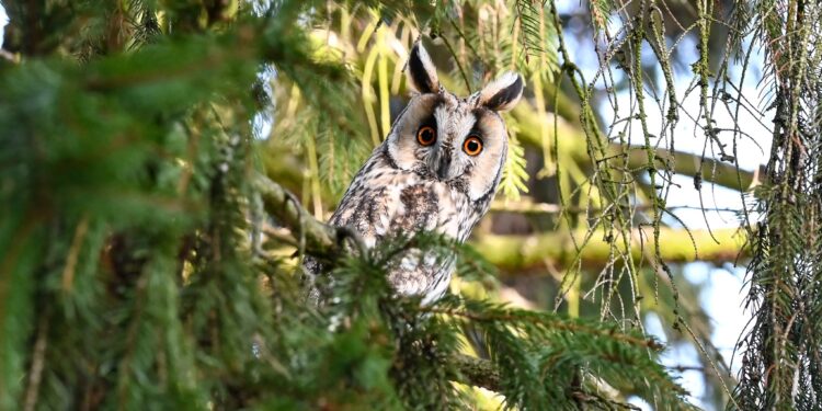 Gorzyce. Szkolne sowy