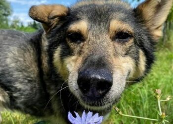 Sandomierz: 'Składka na Przytulnego Dziadka’ do końca lutego.