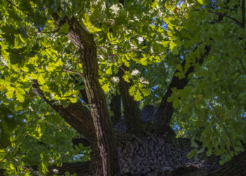 Nisko: Trwa badanie dendrologiczne leciwych dębów przy ulicy Sandomierskiej