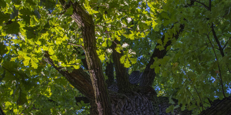 Nisko: Trwa badanie dendrologiczne leciwych dębów przy ulicy Sandomierskiej