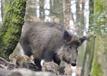 Mielec: Nieproszeni goście..