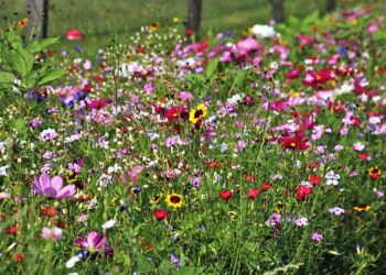 Tarnobrzeg. Siejmy łąki kwietne
