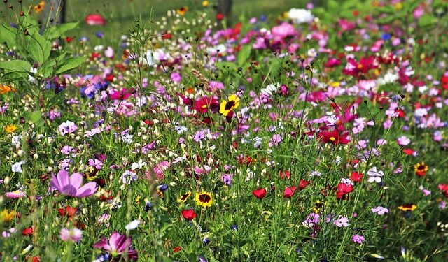 Tarnobrzeg. Siejmy łąki kwietne