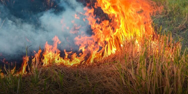 Mielec: Wciąż apelujemy o niewypalanie traw!