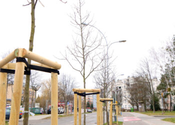 Stalowa Wola: Zielone miasto i sadzenie drzew oraz zielony budżet