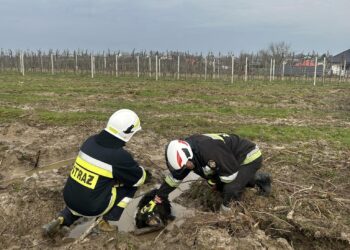 Trzebiesławice: Uratowali psa uwięzionego w błocie.