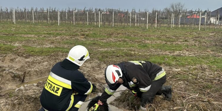 Trzebiesławice: Uratowali psa uwięzionego w błocie.