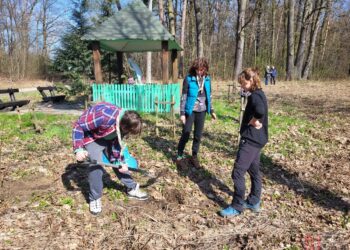 Tarnobrzeg. Sadzili drzewa miododajne