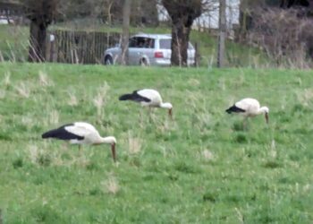 Region: Bocian zwiastuje wiosnę?