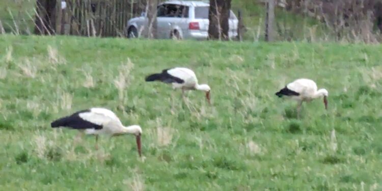 Region: Bocian zwiastuje wiosnę?