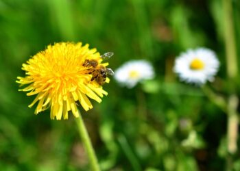 Tarnobrzeg: W tej inicjatywie chodzi o propagowanie uprawy łąk kwietnych