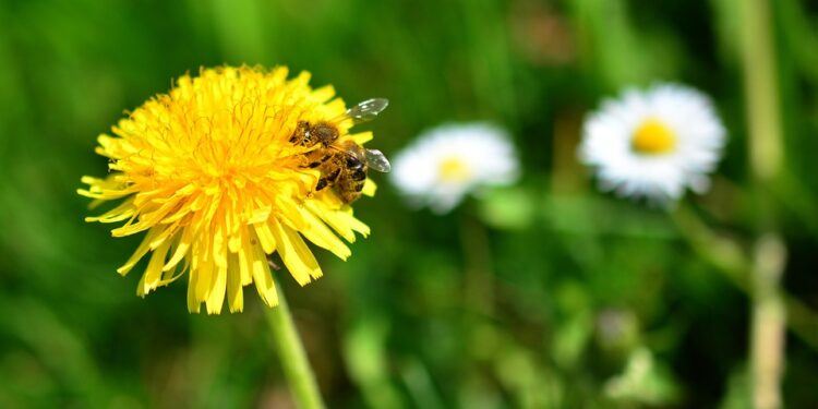 Tarnobrzeg: W tej inicjatywie chodzi o propagowanie uprawy łąk kwietnych