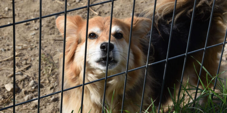 Stalowa Wola: Firma z Sandomierza wybuduje schronisko dla zwierząt