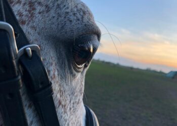 Zalesie Gorzyckie:  „Koń, jaki jest, każdy widzi”  – Ogólnopolski Dzień Koni