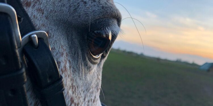 Zalesie Gorzyckie:  „Koń, jaki jest, każdy widzi”  – Ogólnopolski Dzień Koni