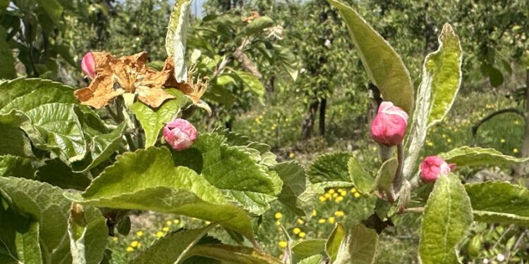 Sandomierz: Sadownicy liczą straty po przymrozkach.