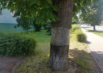 Tarnobrzeg: Likwidują żarłoczne gąsienice, które szkodzą kasztanowcom