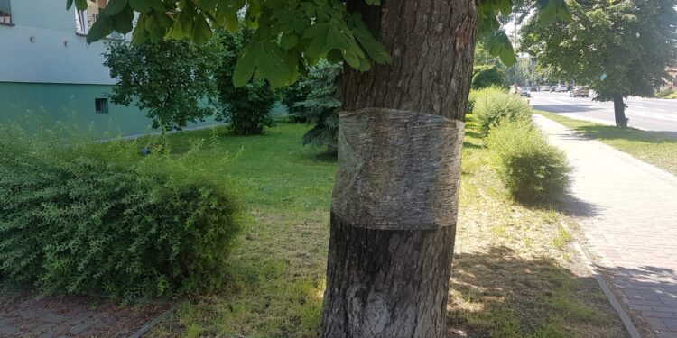 Tarnobrzeg: Likwidują żarłoczne gąsienice, które szkodzą kasztanowcom